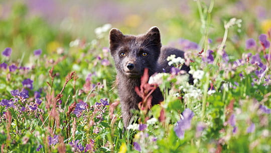 An arctic fox cub in Iceland